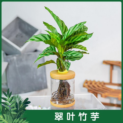 翠叶竹芋室内桌面净化空气盆栽