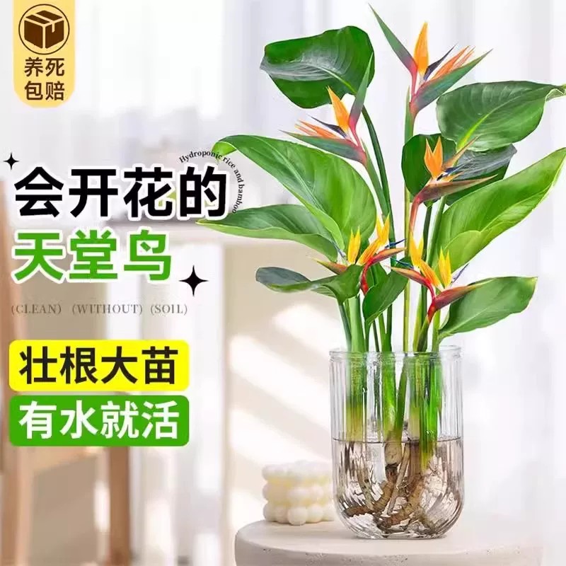 天堂鸟北欧风盆栽水培植物造景室内盆栽适合桌面鹤望兰客厅绿植
