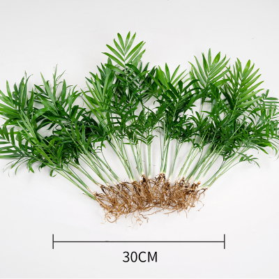 驱蚊椰子室内水培植物绿植
