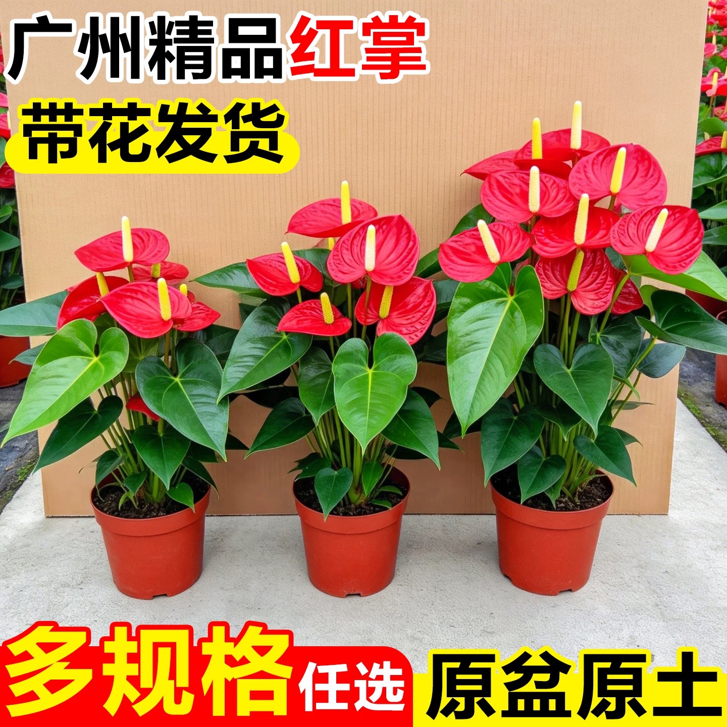 精品红掌带花大展宏图水培植物土培盆栽好养易活办公室盆栽花卉