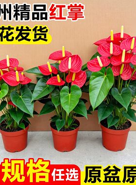 红掌盆栽带花大号客厅旺宅真花卉大叶大花鸿运当头办公室内绿植