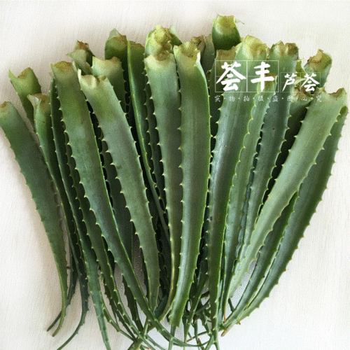日本木立芦荟植物盆栽 龙爪菊芦荟盆栽龙爪芦荟 食用药用芦荟叶片 - 封面