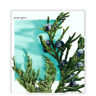 欧洲直邮Tiffany & Co蒂芙尼恋语系列挚爱男士女士香水淡香/浓香