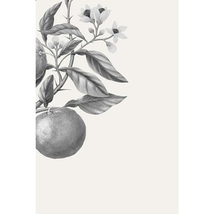 欧洲直邮法国CarriereFreres植物学家Yuzu日本柚子扩香器200m