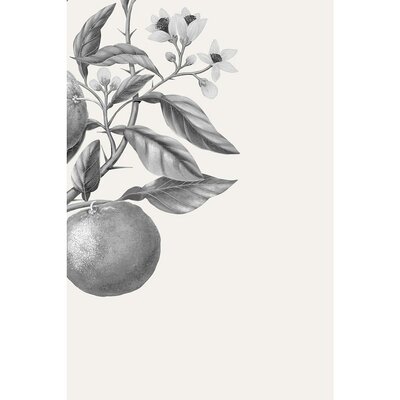 欧洲直邮法国CarriereFreres植物学家Yuzu日本柚子扩香器200m