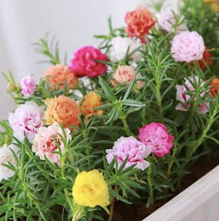 重瓣太阳花苗宿根多年生枝条混色带根植物盆栽绿植花卉易开花耐晒