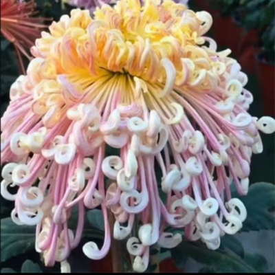 【夜明珠】菊花盆栽大花多年生耐寒好养绿植花卉带花苞发货