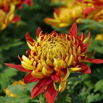 金背大红菊花苗绣球型大花秋菊重瓣阳台庭院盆栽地栽观赏花卉