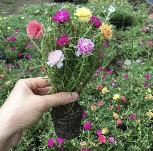 重瓣太阳花盆栽苗带花苞带根花苗四季开花室内外庭院阳台观赏花卉
