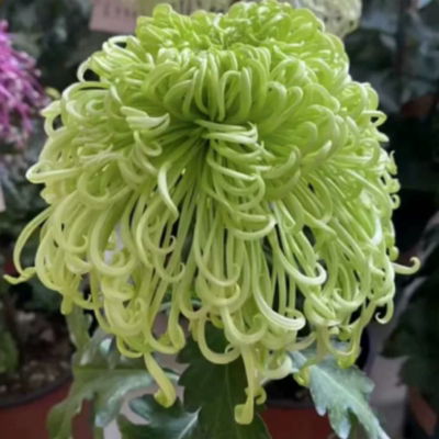 【盘龙春晓】菊花盆栽多年生耐寒好养绿植花卉带花苞发货
