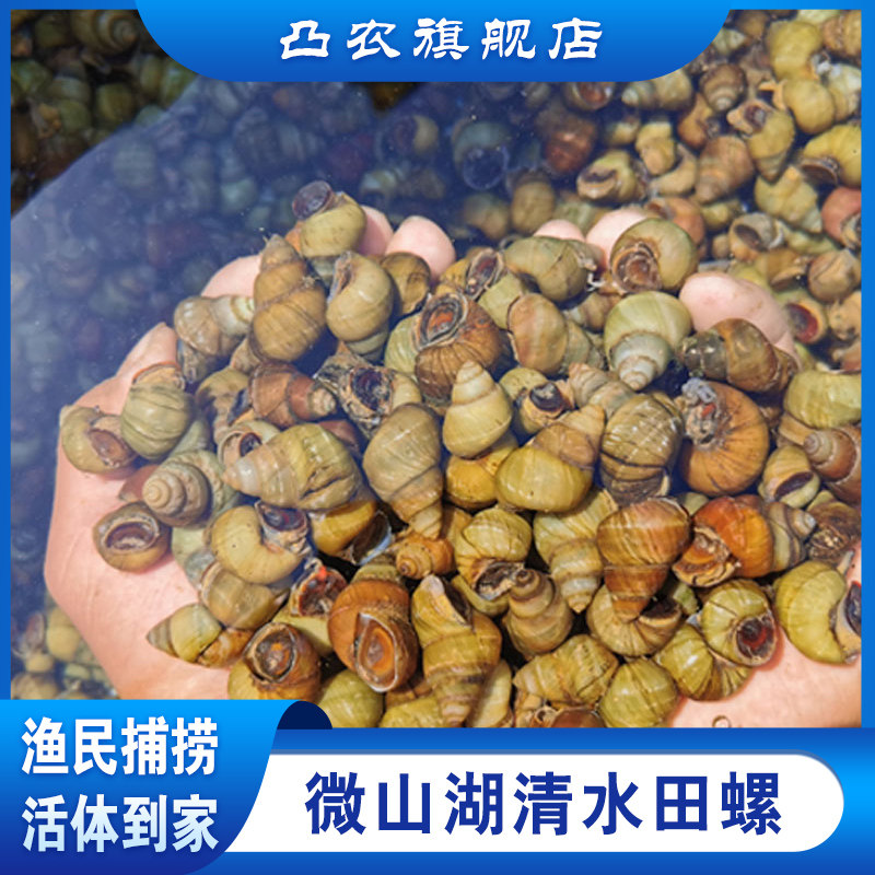凸农 微山湖清水田螺螺蛳石螺螺丝肉麻辣新鲜鲜活包活剪尾钓青鱼