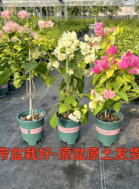 三角梅盆栽带花发货阳台庭院花卉爬藤绿植老桩绿樱大苗章红樱重瓣