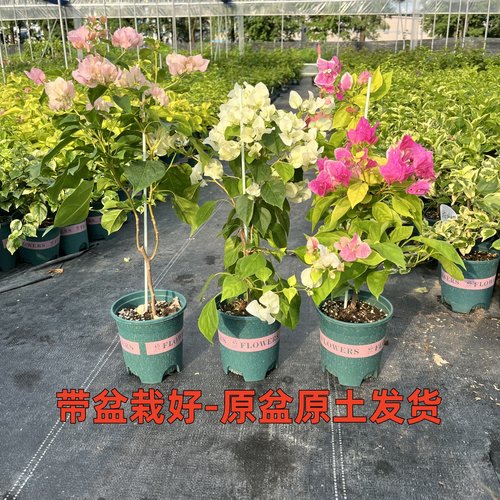 三角梅盆栽带花发货大苗四季开花