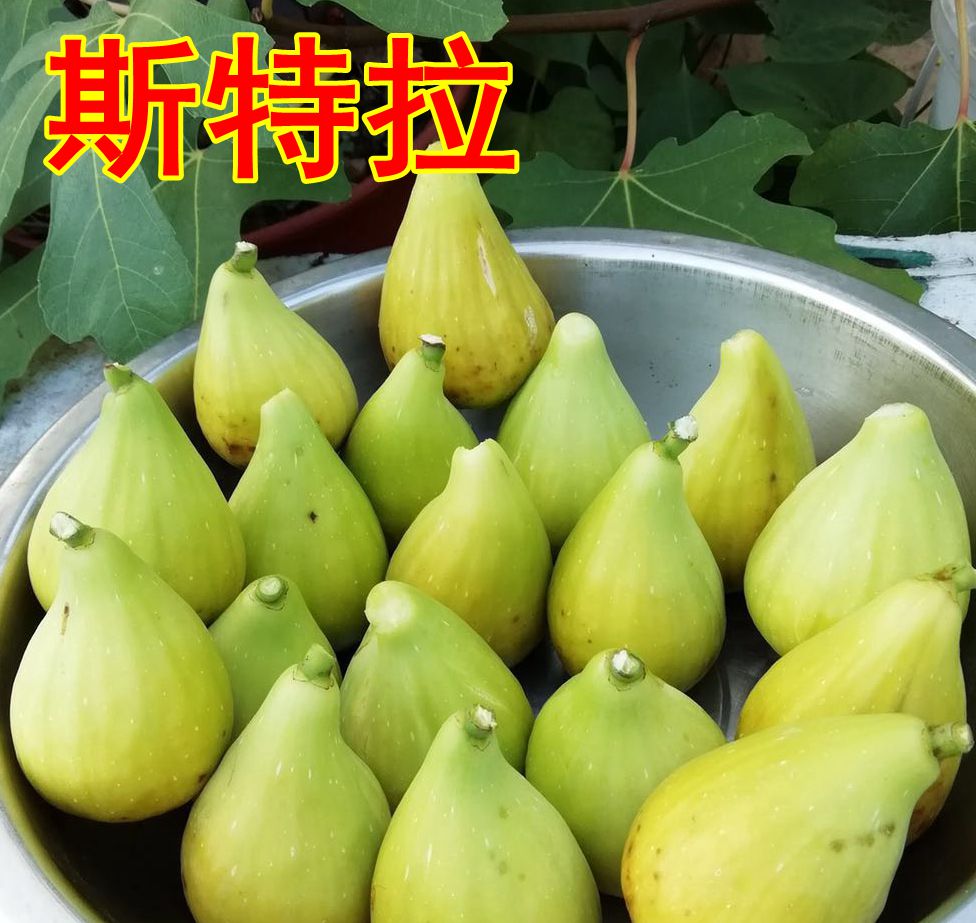 斯特拉无花果树苗盆栽家庭阳台盆栽庭院植物新品种当年果树苗在类目 鲜花速递/花卉仿真/绿植园艺, 花园植物/行道树/果树, 果树中 - 来自Buy2taobao.com提供专业的淘宝代购服务