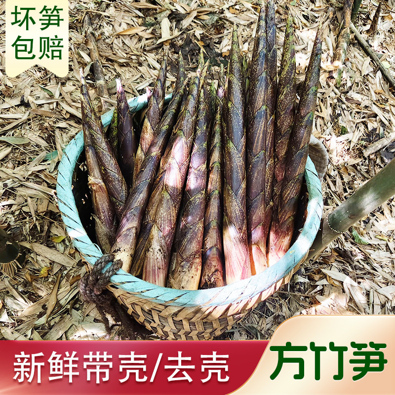 新鲜带壳方竹笋现挖现发图片