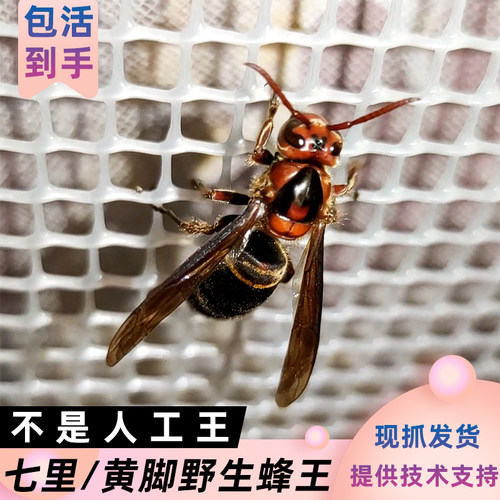 七里蜂王云南本地黄脚蜂王葫芦蜂黑背野王金环黑尾马蜂种苗可泡酒