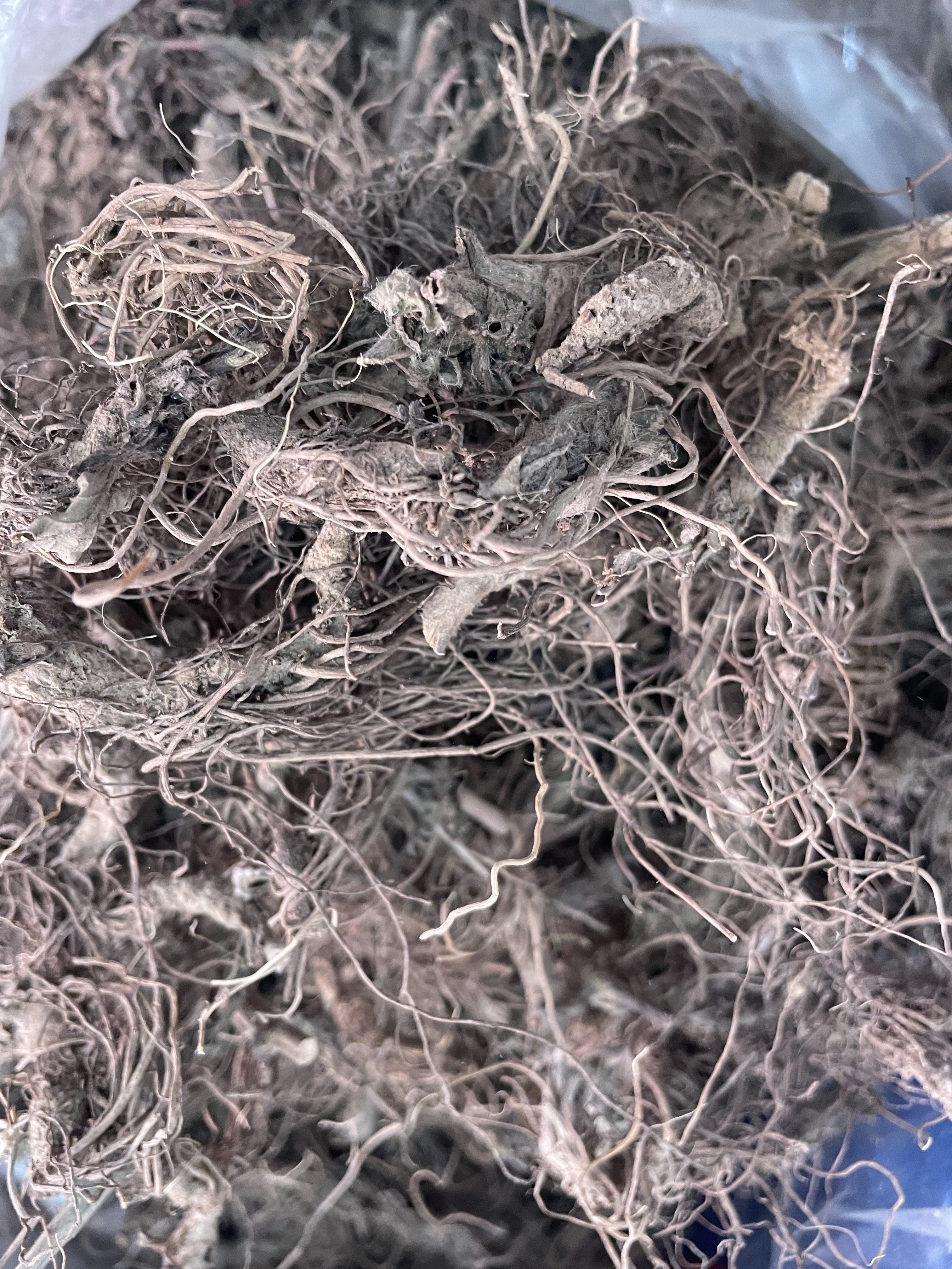 深山地胆头 新晒坐地娘农家自晒无硫红花地胆草苦中草药新鲜 晒干