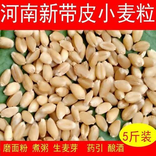 新小麦粒带皮食用磨面引发猫草