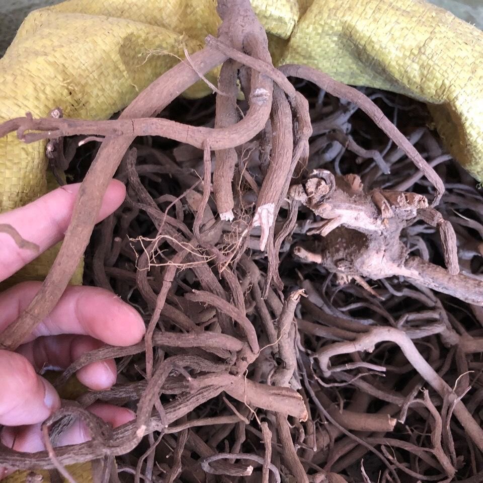 中药材 八爪金龙 百两金 八 爪龙 八爪根 铁雨伞 高八爪