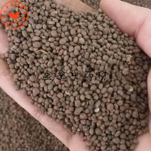 中药材急性子500g急性子凤仙花子金凤花子急性籽