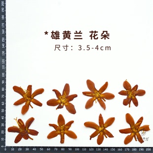 雄黄兰干花diy材料 压花植物标本 押花滴胶手工书签相框
