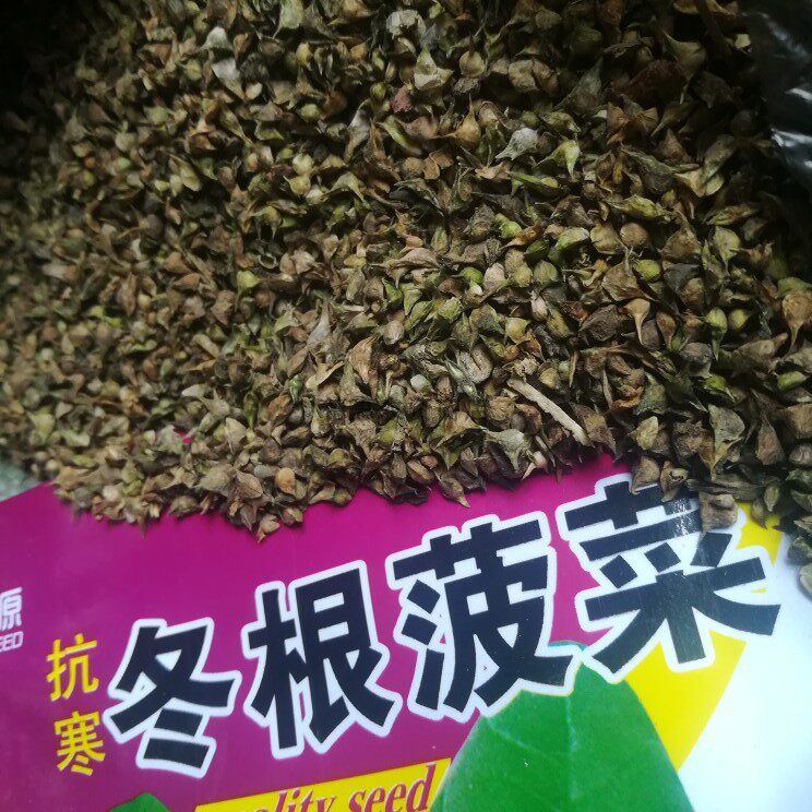 蔬菜国产吉林越冬发芽菠菜种子