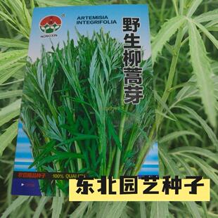 野生柳蒿芽种子 原厂袋装东北山野菜阳台小菜园可食用多年生植物