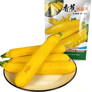 西葫芦种子 东北精品绿角瓜籽 红星早青高产早熟品种西葫熊瓜蔬菜