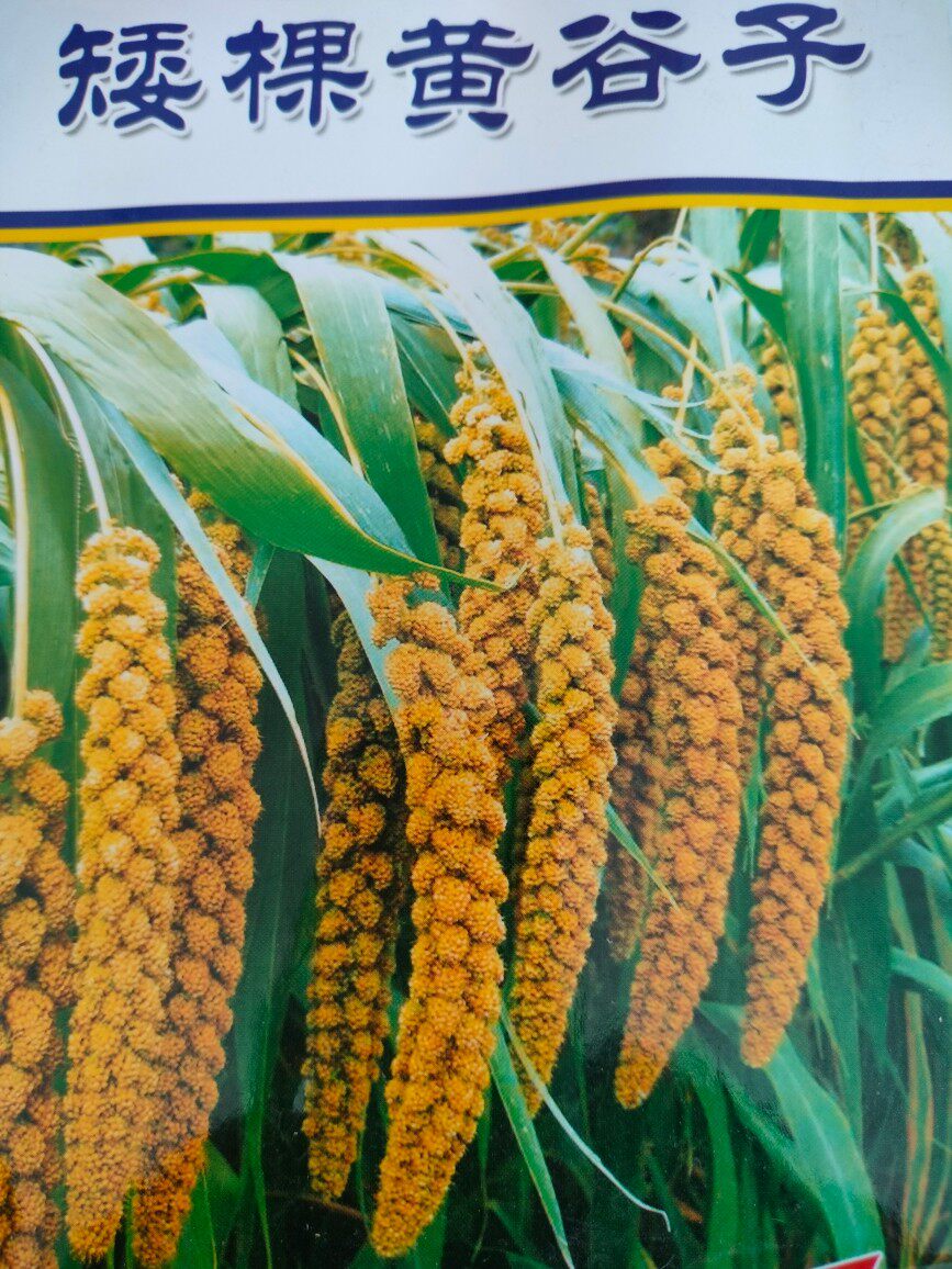 矮秧黄谷子种 东北优质黄小米品种粟米株高一米金黄色果实口感好