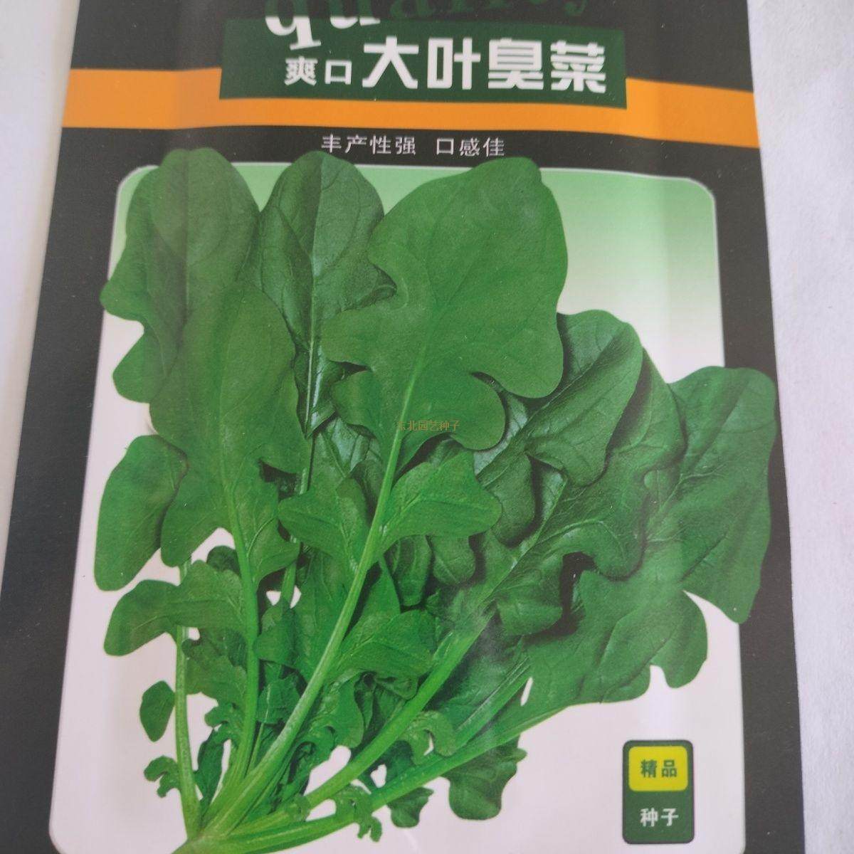 东北臭菜种子40天采收阳台盆栽绿色蔬菜籽吉林芝麻菜生吃煲汤拌凉,鲜花速递/花卉仿真/绿植园艺,家庭园艺种子,淘宝优惠券,粉丝福利购,淘宝优惠卷