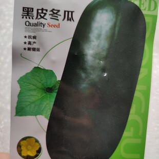 黑皮冬瓜种子 菜园庭院爬藤植物煲汤用蔬菜黑色大东瓜籽原厂袋装