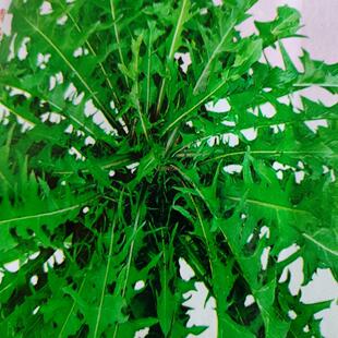 东北婆婆丁种子 野生山野菜籽松花江流域黄花大叶蒲公英阳台菜园