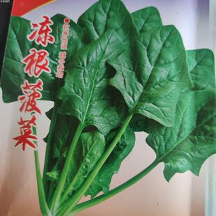 冬菠菜种子东北越冬耐寒菠菜吉林黑龙江秋种春收压霜大叶鹦鹉菜籽