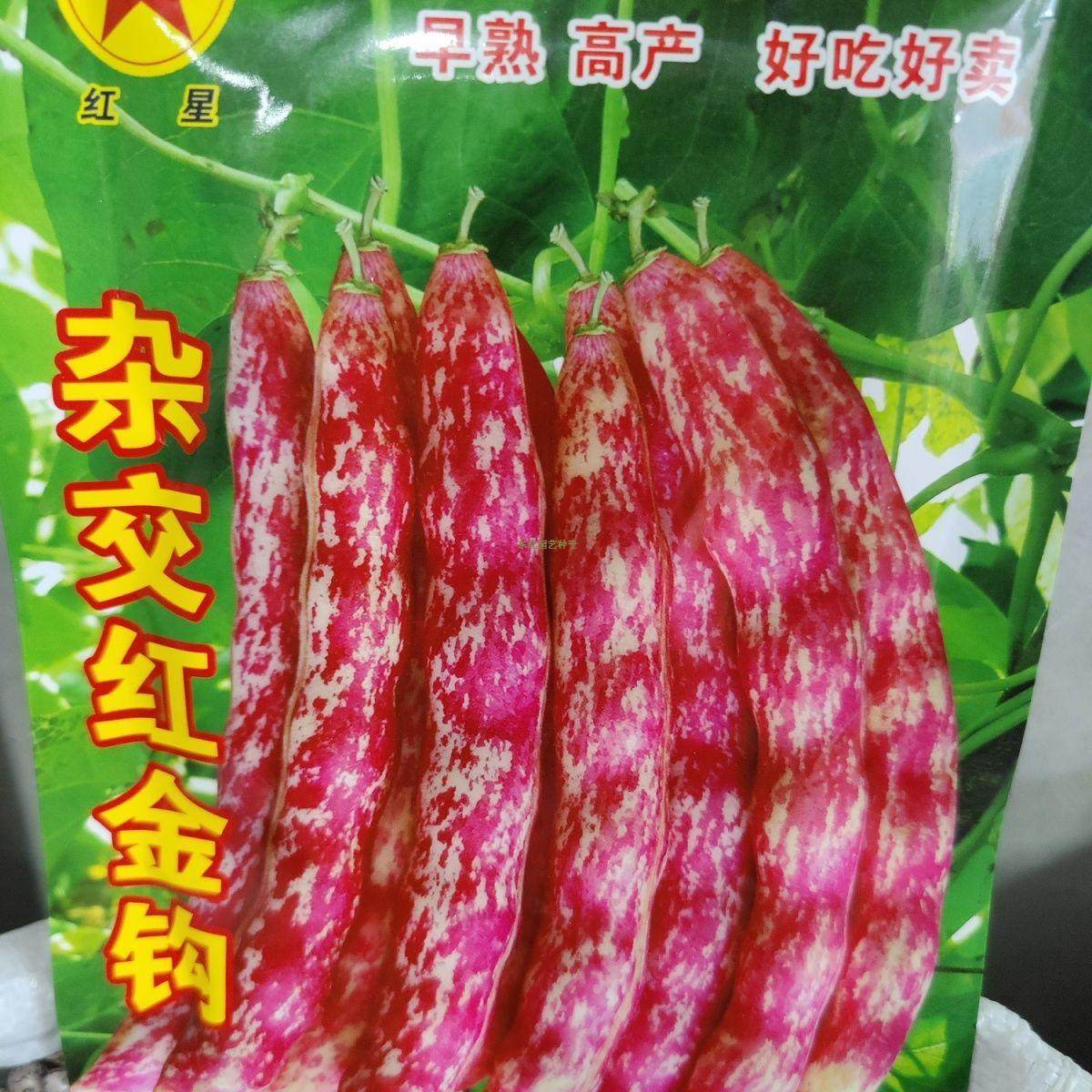 红金钩豆角种子 庭院菜园爬藤植物中熟红斑油豆开锅烂老品种架豆,鲜花速递/花卉仿真/绿植园艺,家庭园艺种子,淘宝优惠券,粉丝福利购,淘宝优惠卷