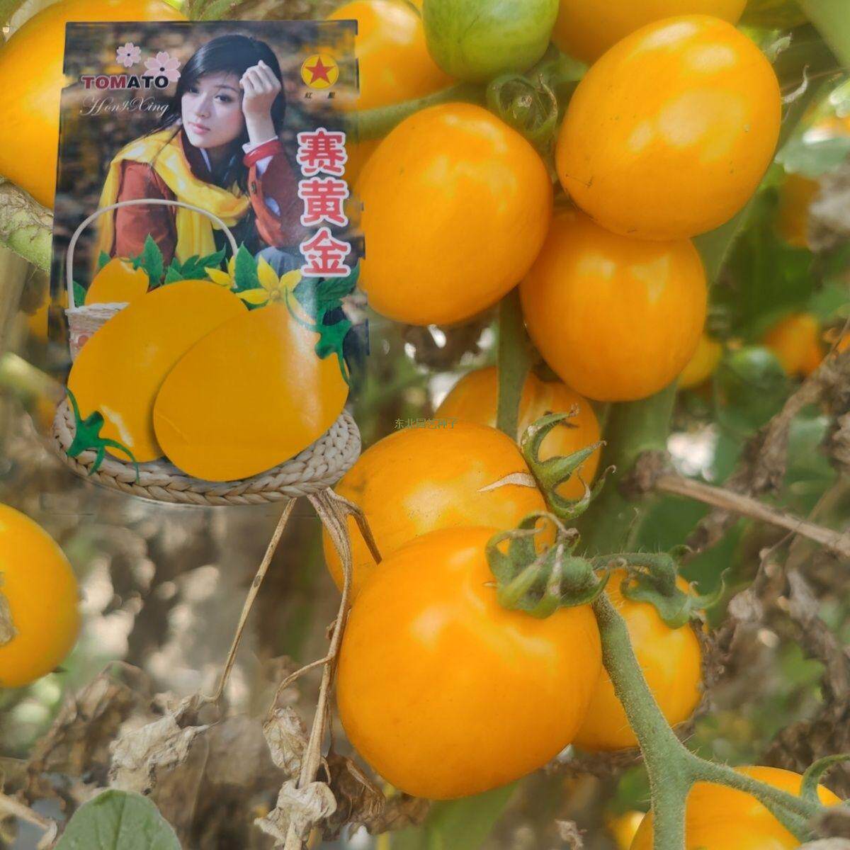 黄颜色西红柿种子大全东北菜园水果味番茄系列老品种大小果柿子籽