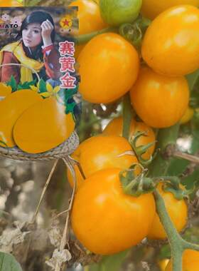 黄番茄种子东北蔬菜西红柿籽