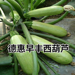 德惠早丰西葫芦种子东北精品杂交角瓜籽正品高产抗病浅绿食用蔬菜