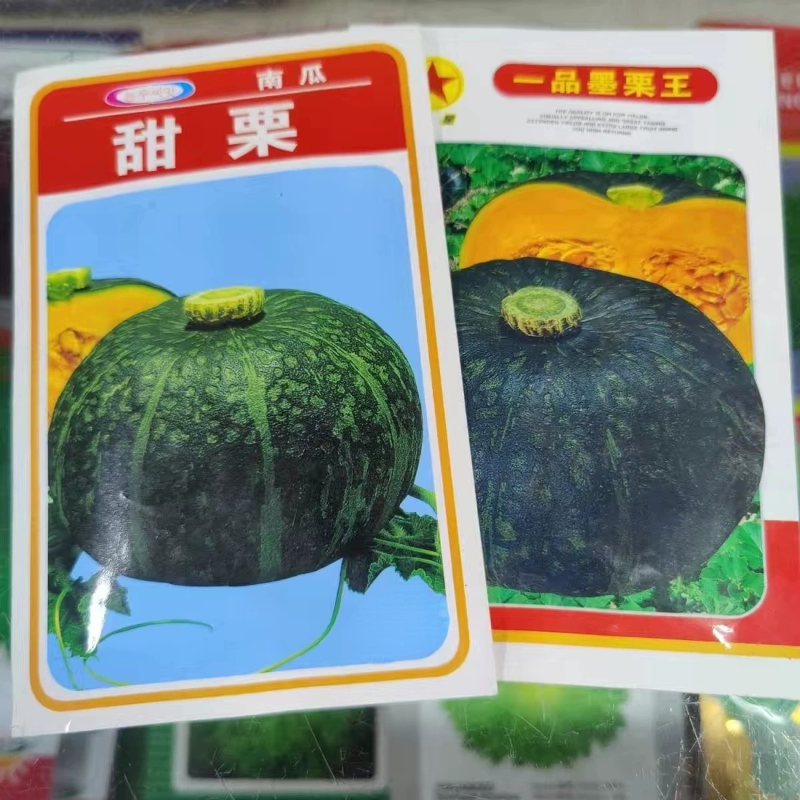 东北甜面窝瓜籽 老品种绿皮南瓜籽夏季爬藤植物蔬菜红星吉林面瓜