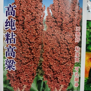 矮杆大穗粘高粱种子 东北老品种高产1米7矮棵品种粘糯高粱籽粗粮