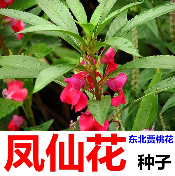 凤仙花种子 东北假桃花种子 庭院观赏花卉桃树叶染指甲花坛贾桃花