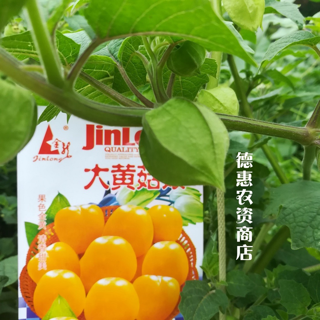大黄菇娘种子 珍珠小姑娘早熟 东北特产儿童水果香甜菇鸟灯笼果