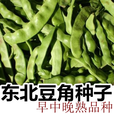 东北早豆角籽成熟期50天爬蔓型高产新品种架豆宽油种子否厂家封装