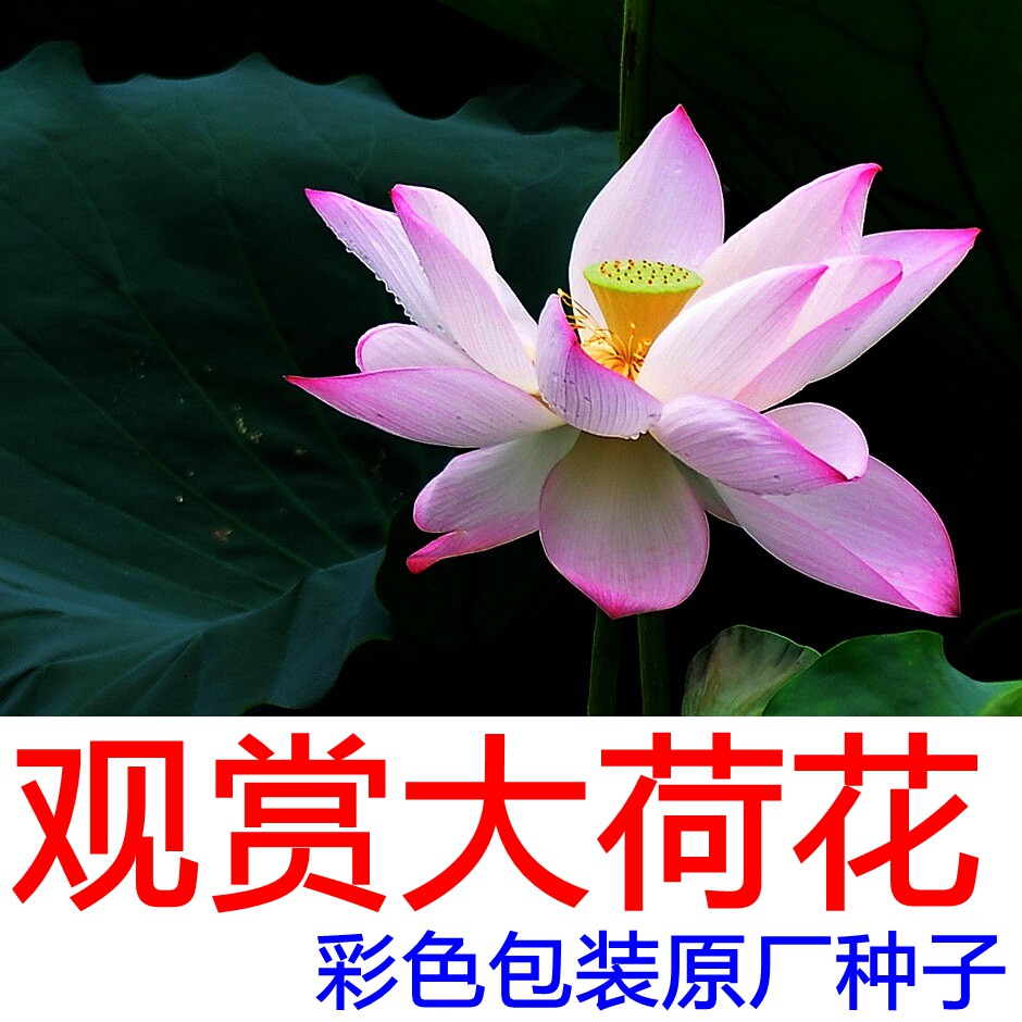 大荷花种子 池塘观赏花卉种子淤泥水芙蓉 庭院水缸栽培大叶莲花籽