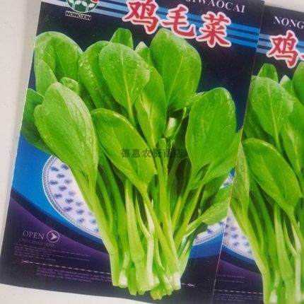 鸡毛菜种子 20天采收四季小青菜 阳台花盆可种植绿色健康蘸酱蔬菜