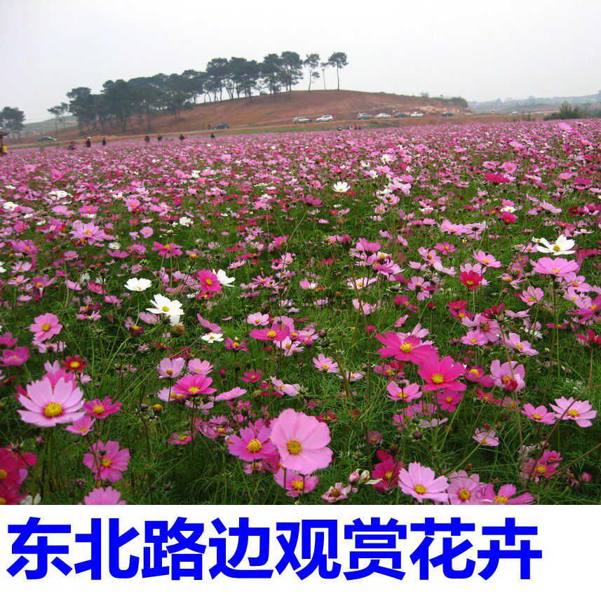 东北扫帚梅花籽 波斯菊种子混色花坛野花种子组合 易种绿化景观草