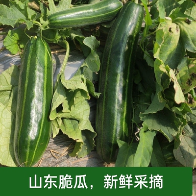 山东新鲜脆瓜梢瓜菜瓜烧瓜清脆爽口一级八棱脆瓜孕妇水果现摘现发