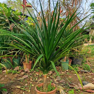 正宗黑珍珠龙血树办公室招财绿植盆栽阳台净化空气龙须树庭院造景
