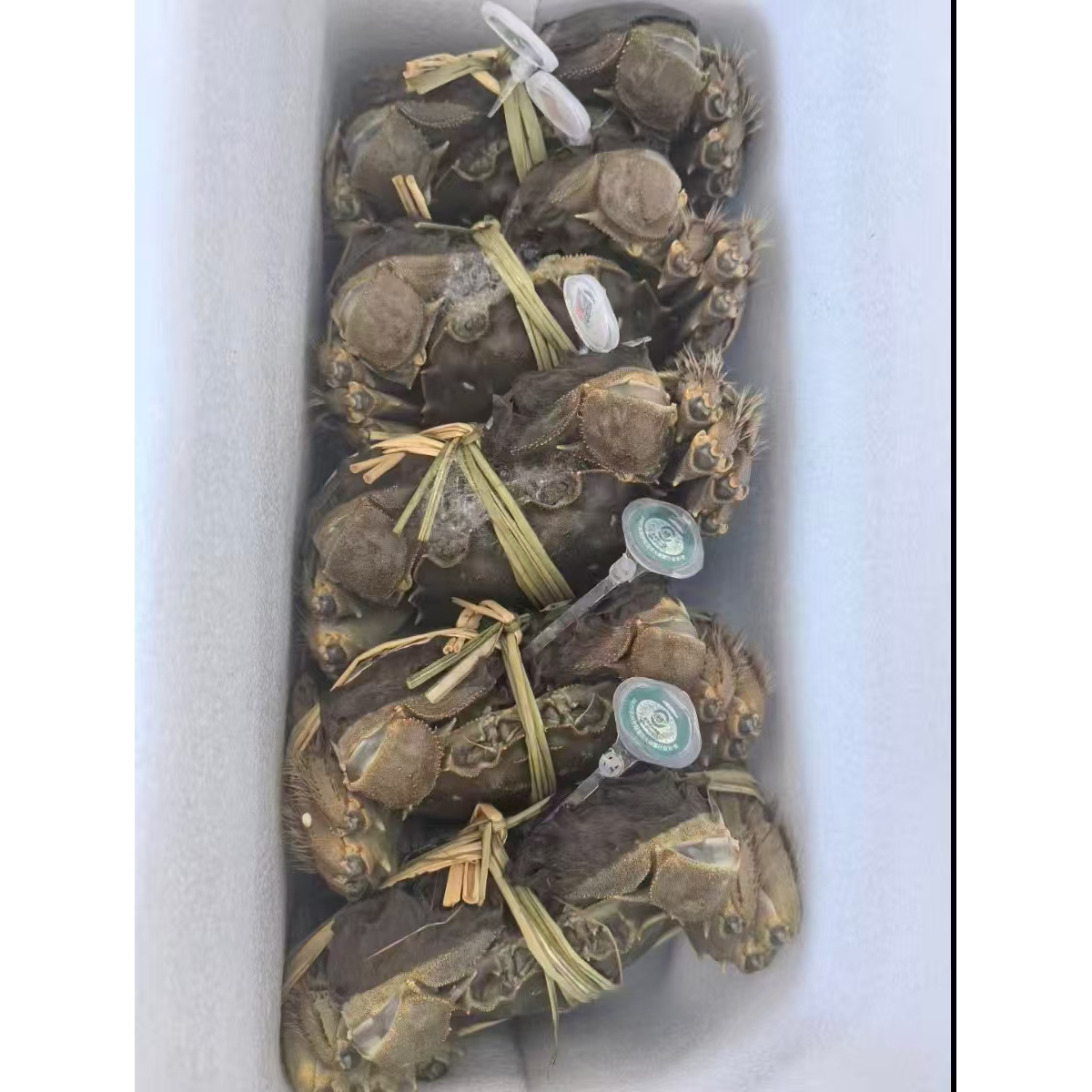 特大巴城大闸蟹8只（公蟹7.0～6.0两4只  母蟹6.0～5.0量4只）