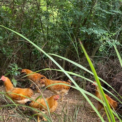 贺胜桥正宗刘土鸡汤活鸡宰杀小火熬煮低温冷冻超市正品顺丰包邮