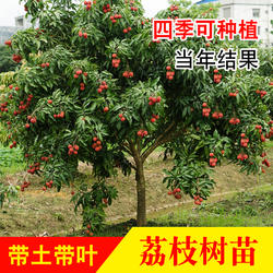 荔枝树苗妃子笑无核A4嫁接苗桂味糯米糍白糖罂鸡嘴荔三月红仙进奉